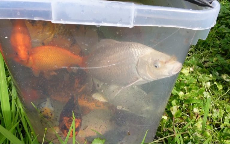 réfection totale du bassin. La pêche des poissons, vider le bassin et le nettoyer, remettre la filtration en état de fonctionnement