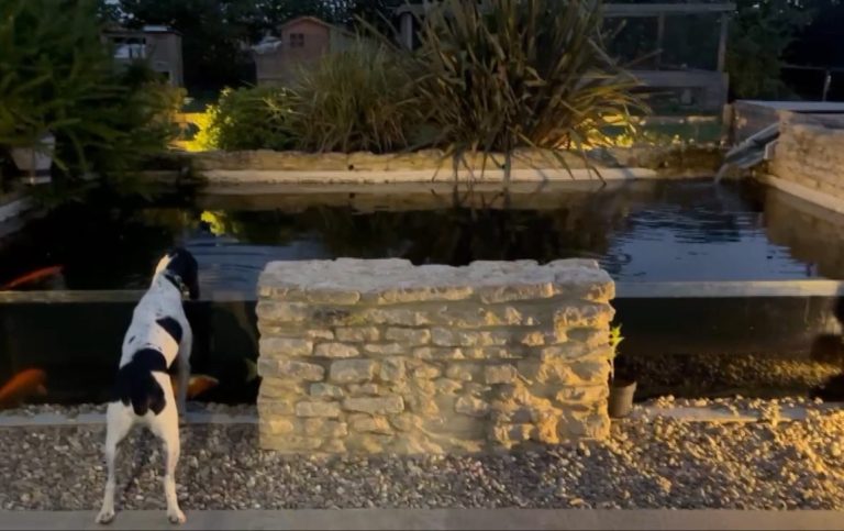 Comment créer un bassin pour carpes koï et la filtration .