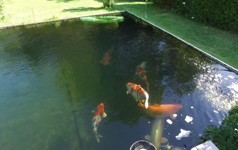 Un passionné qui a construit de ses mains un superbe bassin de 30 m³ pour accueillir ses magnifiques carpes koi. Un jardin aquatique pensé a