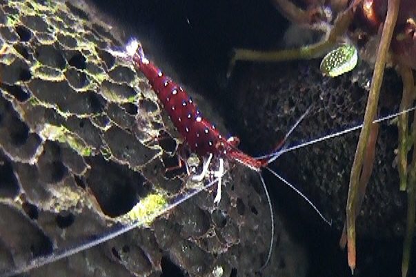 crevette dennerli 