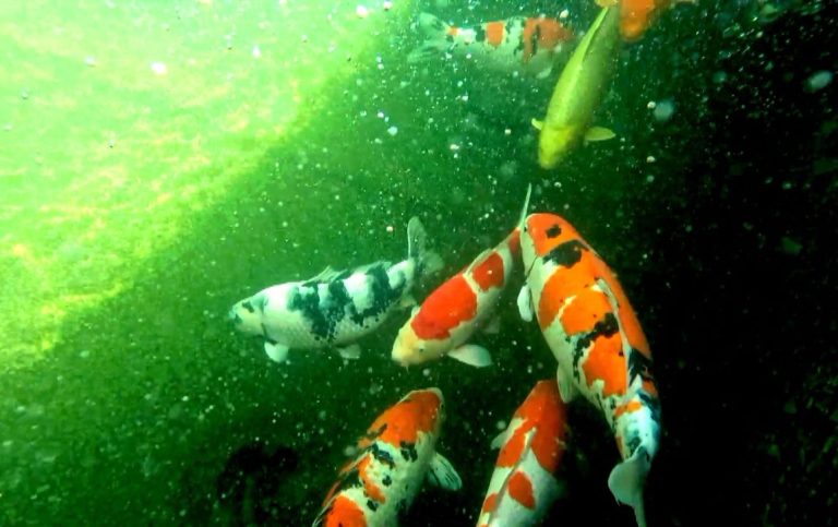 Un passionné qui a construit de ses mains un superbe bassin de 30 m³ pour accueillir ses magnifiques carpes koi. Un jardin aquatique pensé a