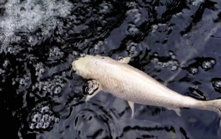 réfection totale du bassin. La pêche des poissons, vider le bassin et le nettoyer, remettre la filtration en état de fonctionnement