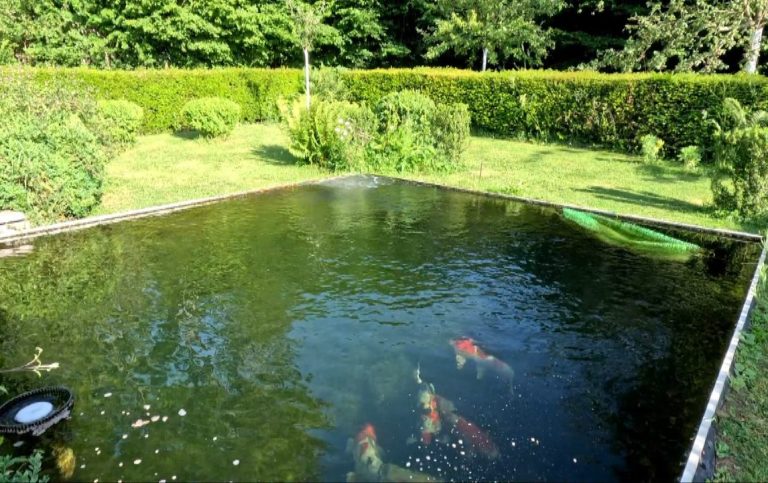 Un passionné qui a construit de ses mains un superbe bassin de 30 m³ pour accueillir ses magnifiques carpes koi. Un jardin aquatique pensé a