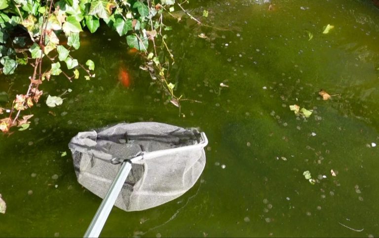 réfection totale du bassin. La pêche des poissons, vider le bassin et le nettoyer, remettre la filtration en état de fonctionnement