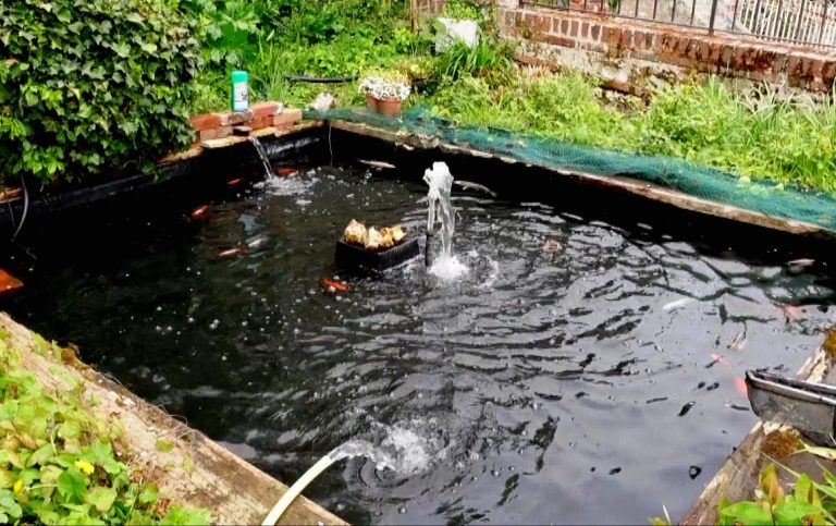 réfection totale du bassin. La pêche des poissons, vider le bassin et le nettoyer, remettre la filtration en état de fonctionnement