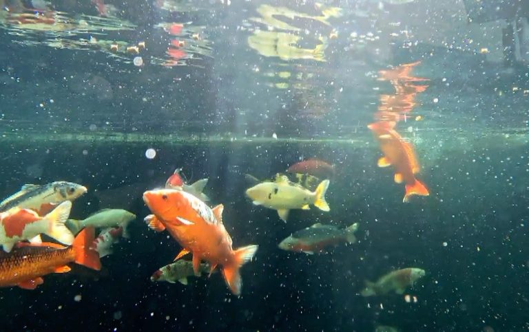 Comment créer un bassin pour carpes koï et la filtration .