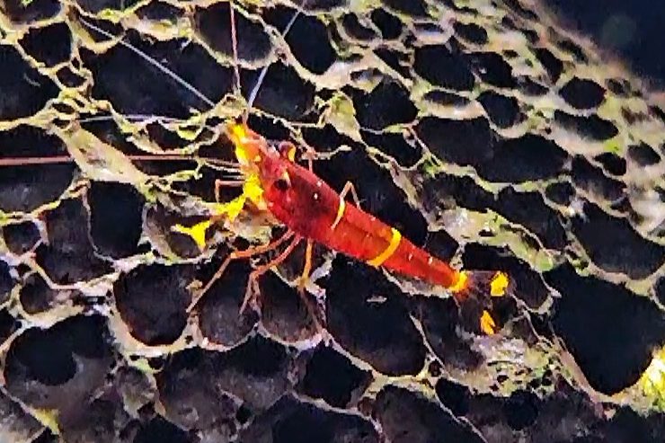 sulawesi dennerli aquarium